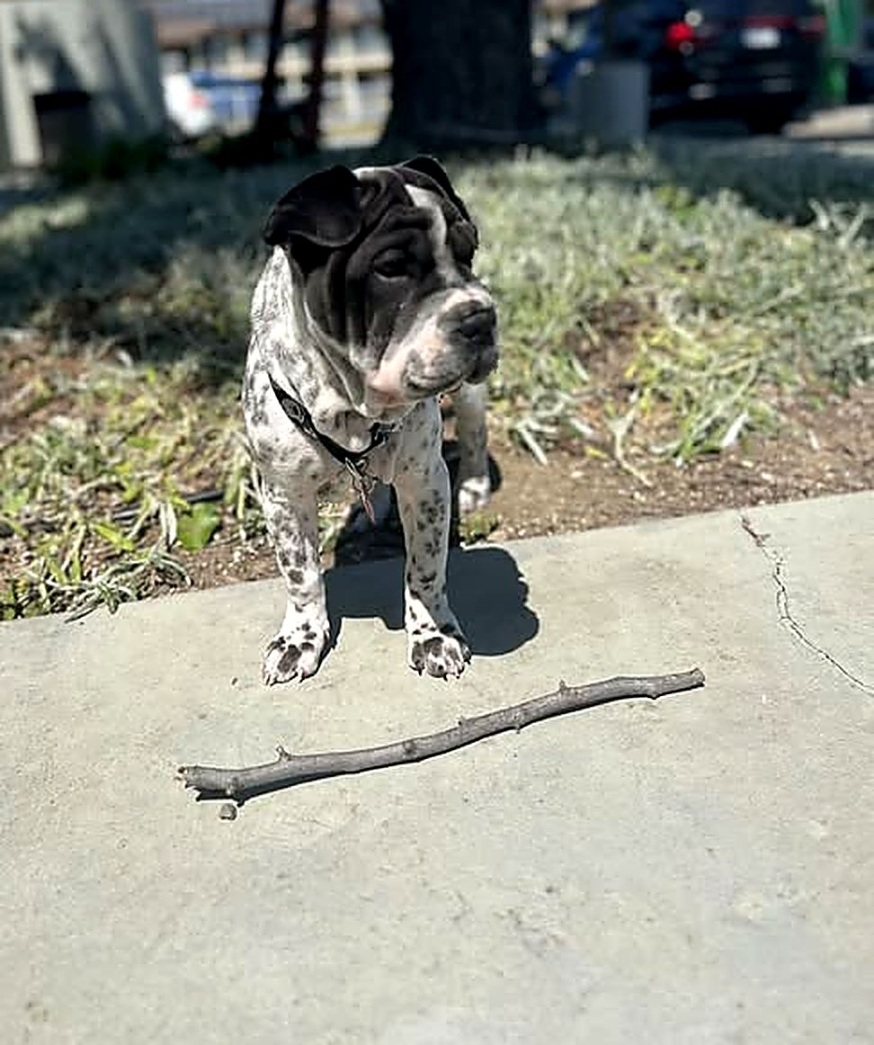 MickeyMo, a black and white speckled dog with wrinkly face, standing on a sidewalk next to a stick