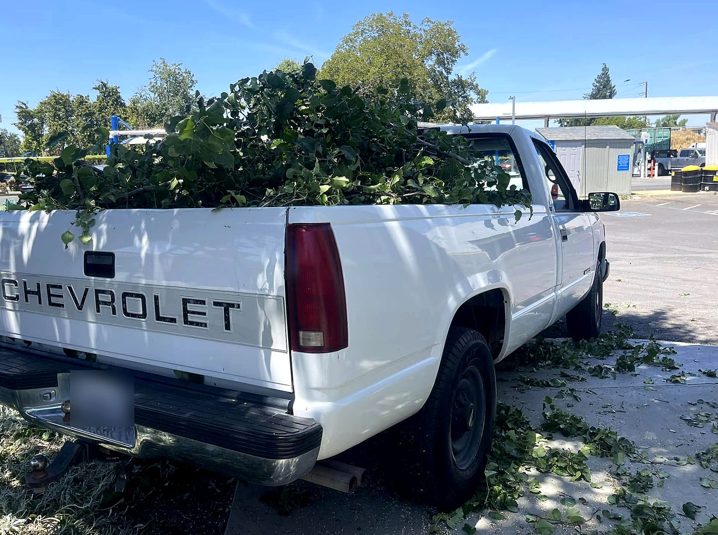 MickeyMo Hauling's older white Chevrolet pickup loaded high with fresh tree branches